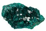 Gorgeous, Gemmy Dioptase Crystal Cluster - Congo #129541-1
